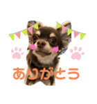 チワワのきなこスタンプ（個別スタンプ：14）