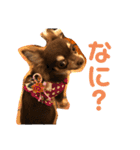 チワワのきなこスタンプ（個別スタンプ：33）