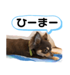 チワワのきなこスタンプ（個別スタンプ：34）