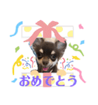 チワワのきなこスタンプ（個別スタンプ：36）
