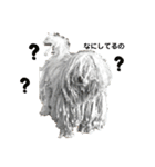 プーリー犬♩レゴ@（個別スタンプ：3）