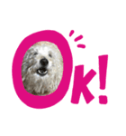 プーリー犬♩レゴ@（個別スタンプ：4）