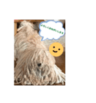 プーリー犬♩レゴ@（個別スタンプ：5）