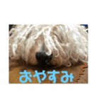 プーリー犬♩レゴ@（個別スタンプ：6）