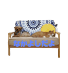 ネコのぎんちゃんスタンプver1（個別スタンプ：2）