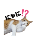 ネコのぎんちゃんスタンプver1（個別スタンプ：11）