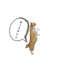 ネコのぎんちゃんスタンプver1（個別スタンプ：14）