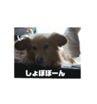 ポメックスの日常   ②（個別スタンプ：6）