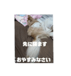 ポメックスの日常   ②（個別スタンプ：10）