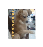 ポメックスの日常   ②（個別スタンプ：12）