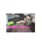 ポメックスの日常   ②（個別スタンプ：13）