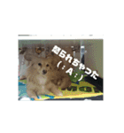 ポメックスの日常   ②（個別スタンプ：14）