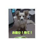 ポメックスの日常   ②（個別スタンプ：18）