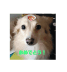 ポメックスの日常   ②（個別スタンプ：20）