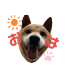 柴犬 ごん（個別スタンプ：1）