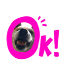 柴犬 ごん（個別スタンプ：2）