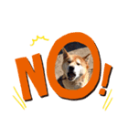 柴犬 ごん（個別スタンプ：3）