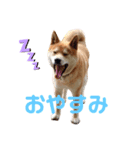 柴犬 ごん（個別スタンプ：4）