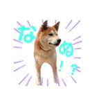 柴犬 ごん（個別スタンプ：5）