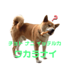 柴犬 ごん（個別スタンプ：6）