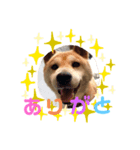 柴犬 ごん（個別スタンプ：8）