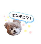 ポンポンくまちゃん（個別スタンプ：2）