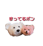 ポンポンくまちゃん（個別スタンプ：4）