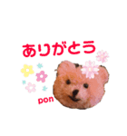 ポンポンくまちゃん（個別スタンプ：7）
