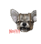子犬茶々丸スタンプ家族版（個別スタンプ：4）