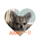 子犬茶々丸スタンプ家族版（個別スタンプ：13）