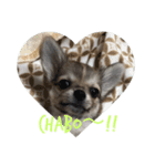 子犬茶々丸スタンプ家族版（個別スタンプ：15）