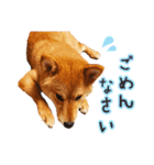 柴犬♡はれ＆こは（個別スタンプ：1）