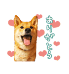 柴犬♡はれ＆こは（個別スタンプ：2）
