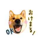柴犬♡はれ＆こは（個別スタンプ：3）