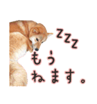 柴犬♡はれ＆こは（個別スタンプ：4）