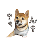 柴犬♡はれ＆こは（個別スタンプ：6）