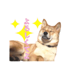 柴犬♡はれ＆こは（個別スタンプ：9）