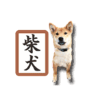 柴犬♡はれ＆こは（個別スタンプ：10）
