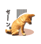 柴犬♡はれ＆こは（個別スタンプ：12）