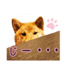 柴犬♡はれ＆こは（個別スタンプ：13）