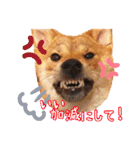 柴犬♡はれ＆こは（個別スタンプ：14）