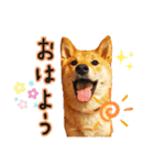 柴犬♡はれ＆こは（個別スタンプ：16）