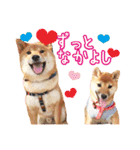 柴犬♡はれ＆こは（個別スタンプ：17）