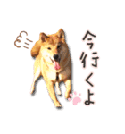 柴犬♡はれ＆こは（個別スタンプ：18）