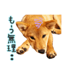 柴犬♡はれ＆こは（個別スタンプ：19）
