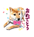 柴犬♡はれ＆こは（個別スタンプ：20）