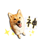柴犬♡はれ＆こは（個別スタンプ：21）