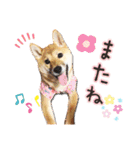 柴犬♡はれ＆こは（個別スタンプ：22）