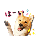 柴犬♡はれ＆こは（個別スタンプ：23）