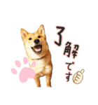 柴犬♡はれ＆こは（個別スタンプ：24）